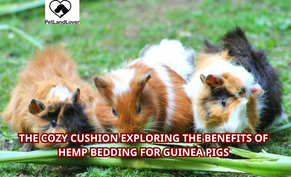 The Cozy Cushion Exploring the Benefits of Hemp Bedding for Guinea Pigs