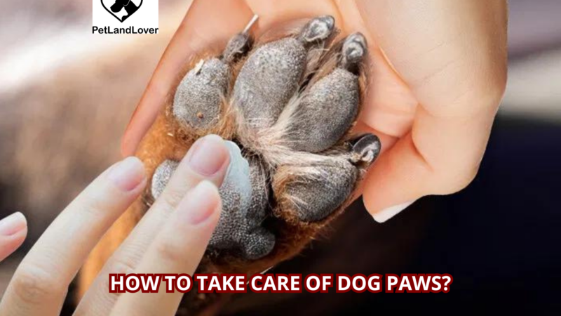 How to take care of dog paws?