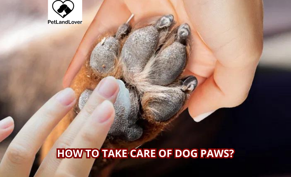 How to take care of dog paws?