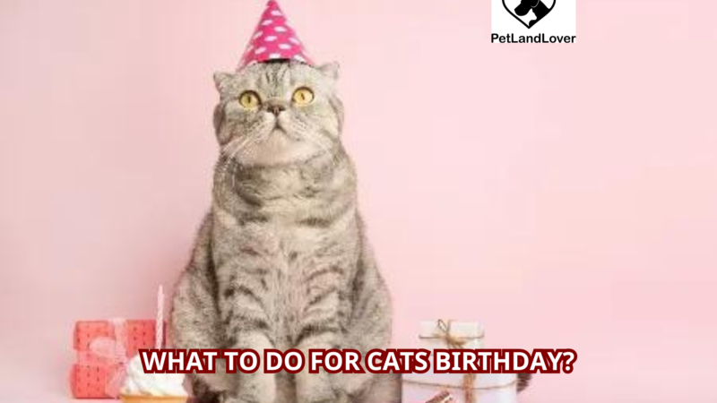 What to do for cats birthday?