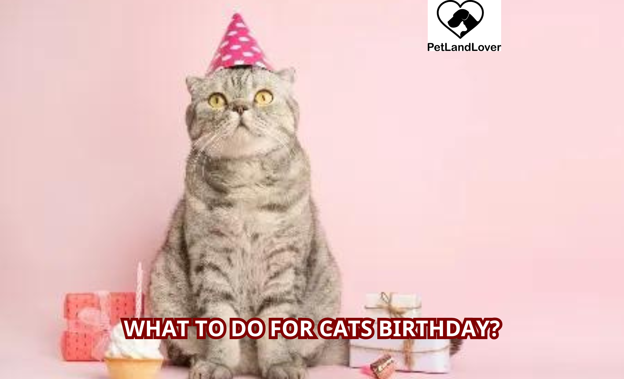 What to do for cats birthday?