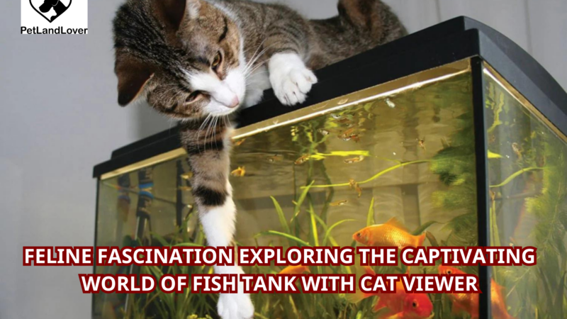 Feline Fascination Exploring the Captivating World of Fish Tank with Cat Viewer