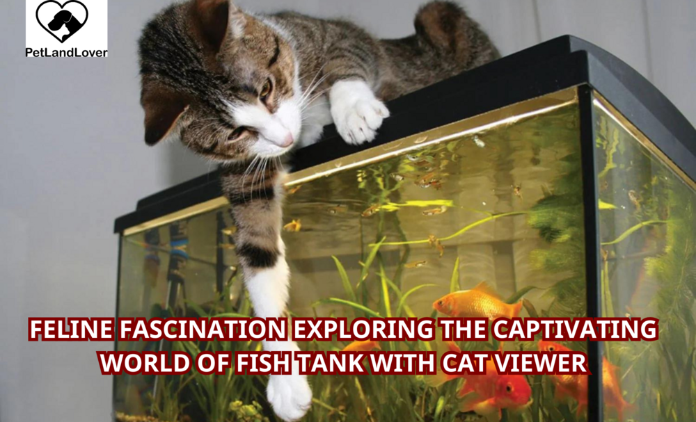 Feline Fascination Exploring the Captivating World of Fish Tank with Cat Viewer