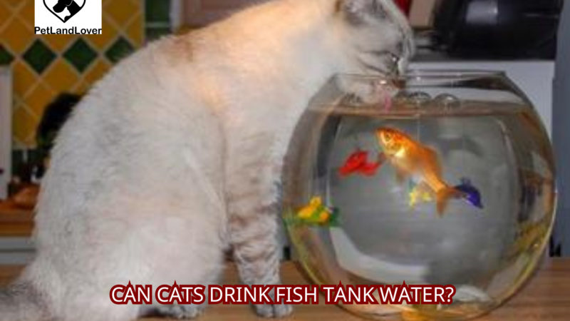 Can Cats Drink Fish Tank Water?