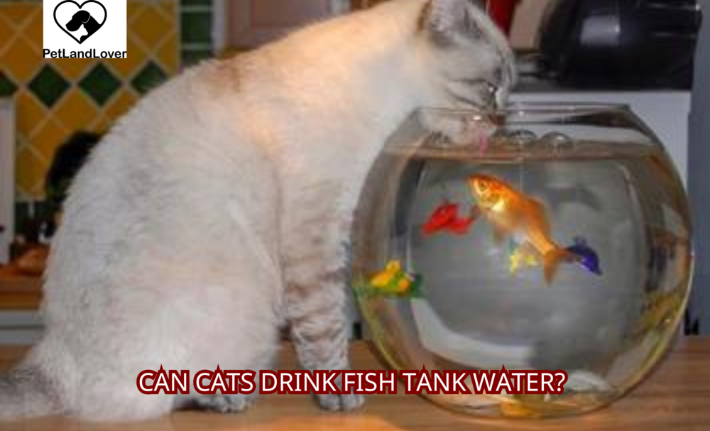 Can Cats Drink Fish Tank Water?