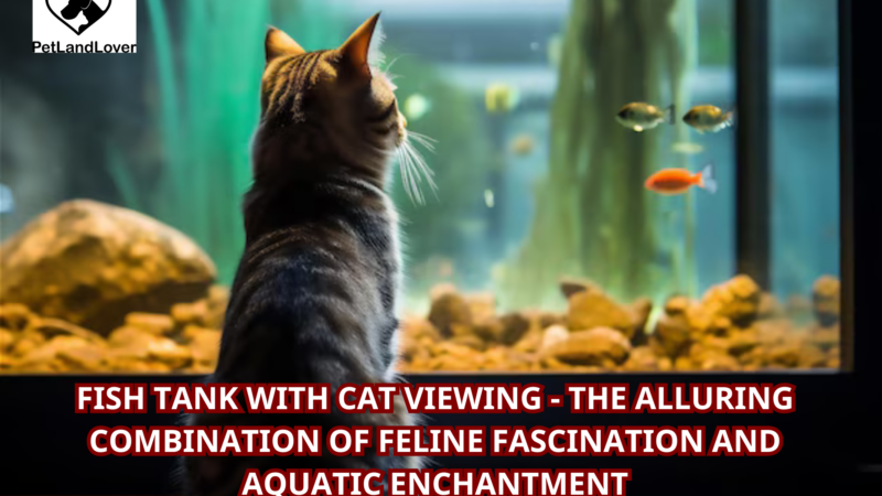 Fish Tank with Cat Viewing – The Alluring Combination of Feline Fascination and Aquatic Enchantment