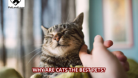 Why are Cats the Best Pets?