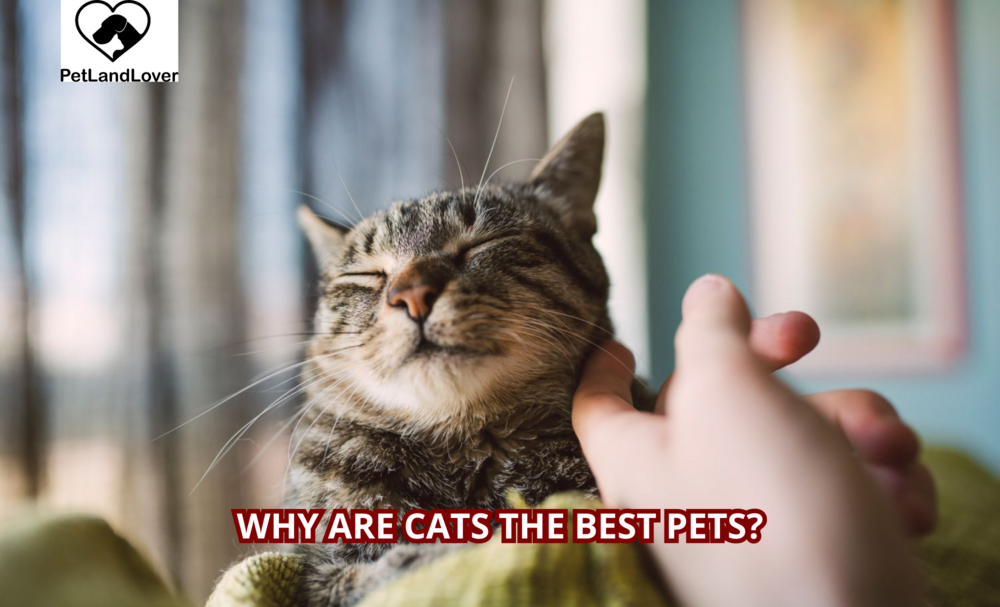 Why are Cats the Best Pets?