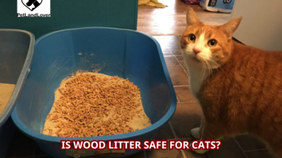 Is Wood Litter Safe for Cats?