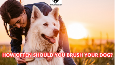 How Often Should You Brush Your Dog?