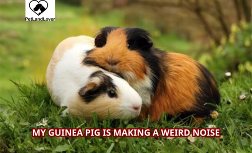 My Guinea Pig is Making a Weird Noise