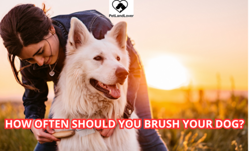 How Often Should You Brush Your Dog?