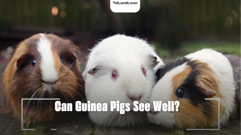 Can Guinea Pigs See Well?