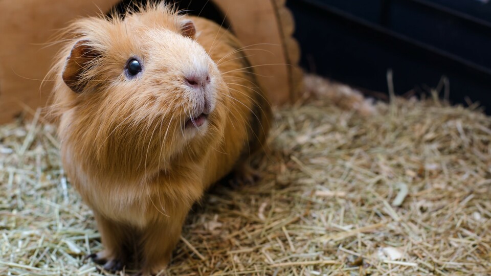 Can Guinea Pigs See Well?