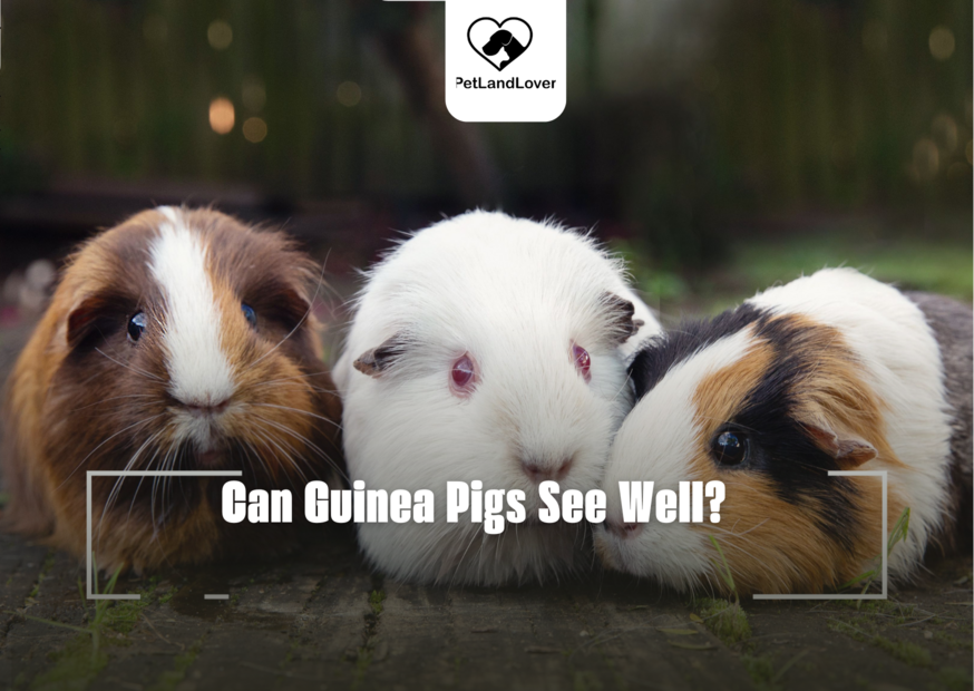 Can Guinea Pigs See Well?