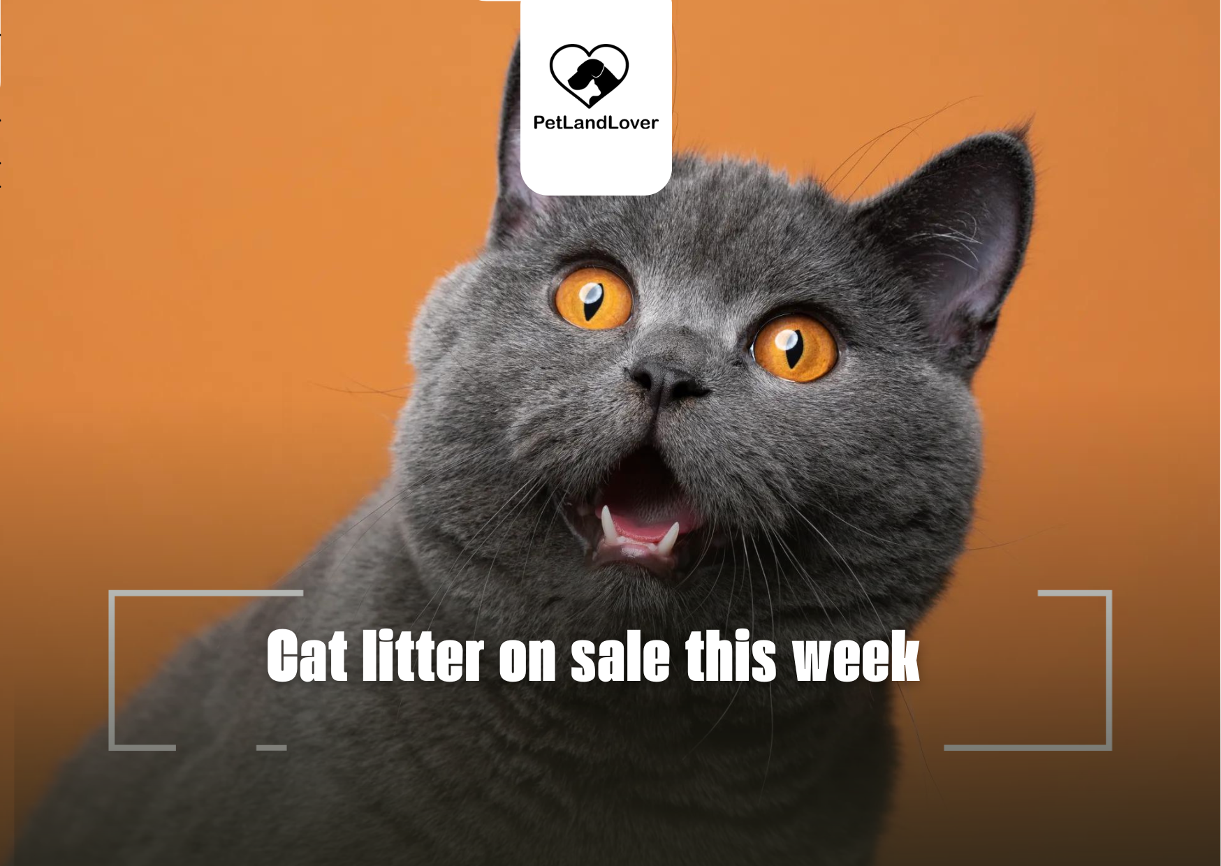 Cat litter on sale this week