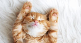 Creating a Safe and Enriching Environment for Kittens