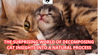 The Surprising World of Decomposing Cat Insights into a Natural Process