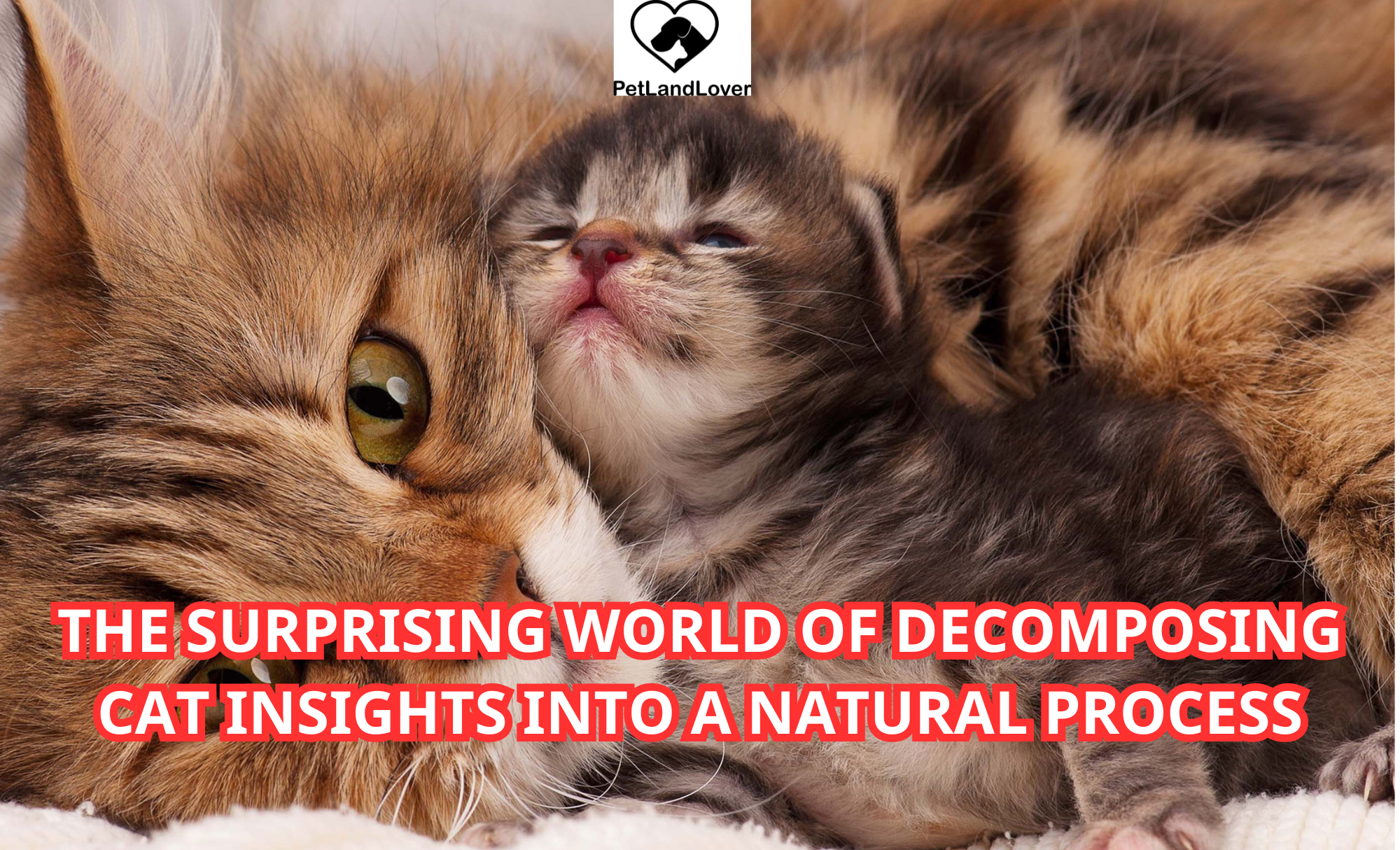 The Surprising World of Decomposing Cat Insights into a Natural Process