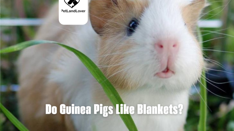 Do Guinea Pigs Like Blankets?