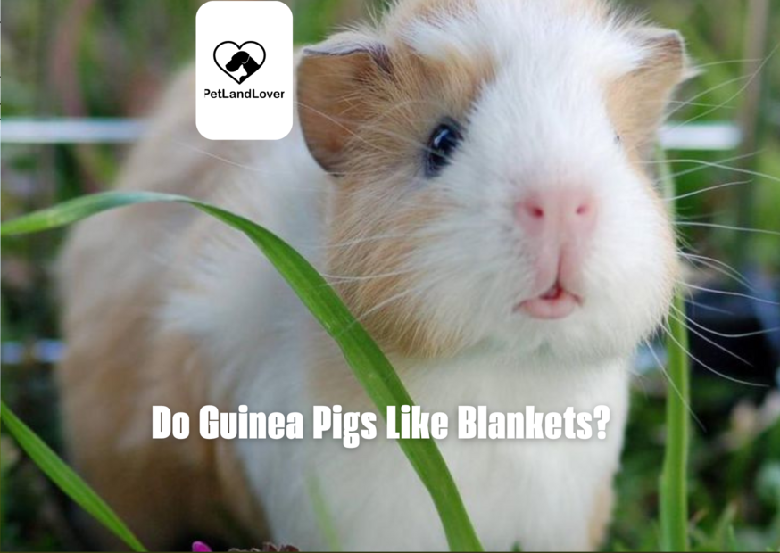 Do Guinea Pigs Like Blankets?