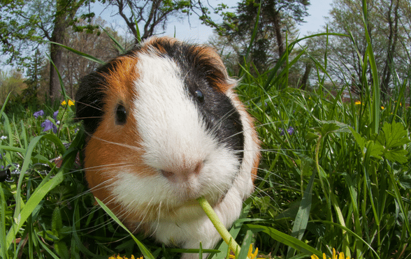 What do the noises guinea pigs make mean?