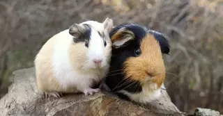 Enhancing Your Guinea Pig's Visual Experience