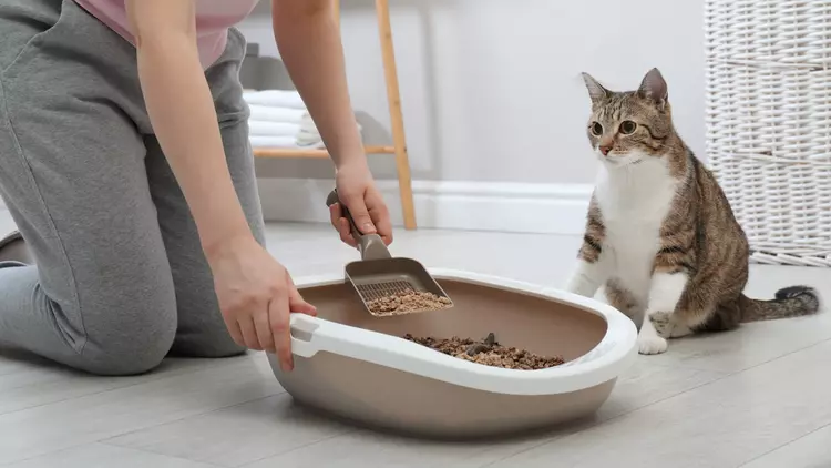 Exploring Alternative Litter Options