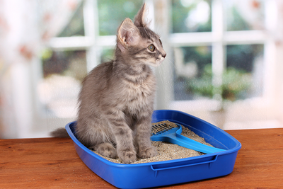 Factors to Consider when Choosing a Cat Litter Subscription Service