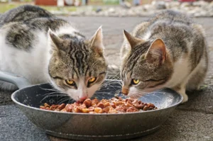 Get My Cat to Eat Dry Food