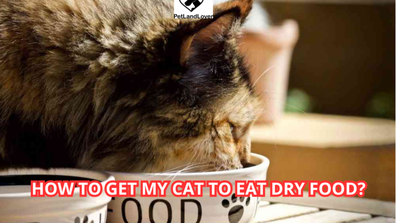 How to Get My Cat to Eat Dry Food?