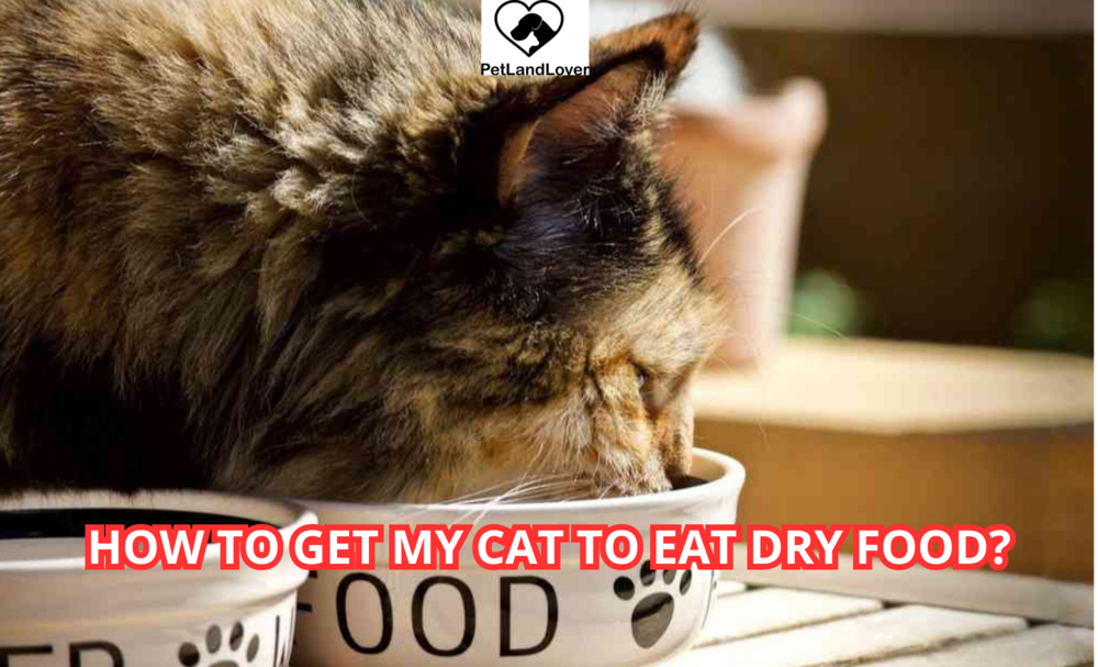 How to Get My Cat to Eat Dry Food?