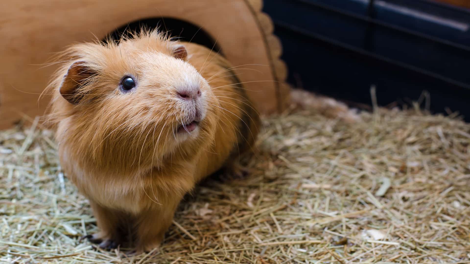 Potential Reasons for Odd Guinea Pig Noises