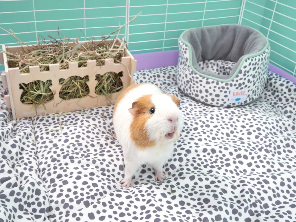 Creative Ways to Customize Guinea Pig Blankets