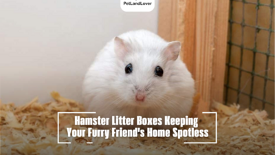 Hamster Litter Boxes Keeping Your Furry Friend’s Home Spotless