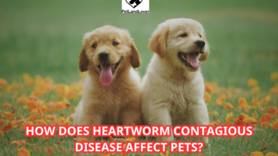 How does Heartworm Contagious disease affect pets?