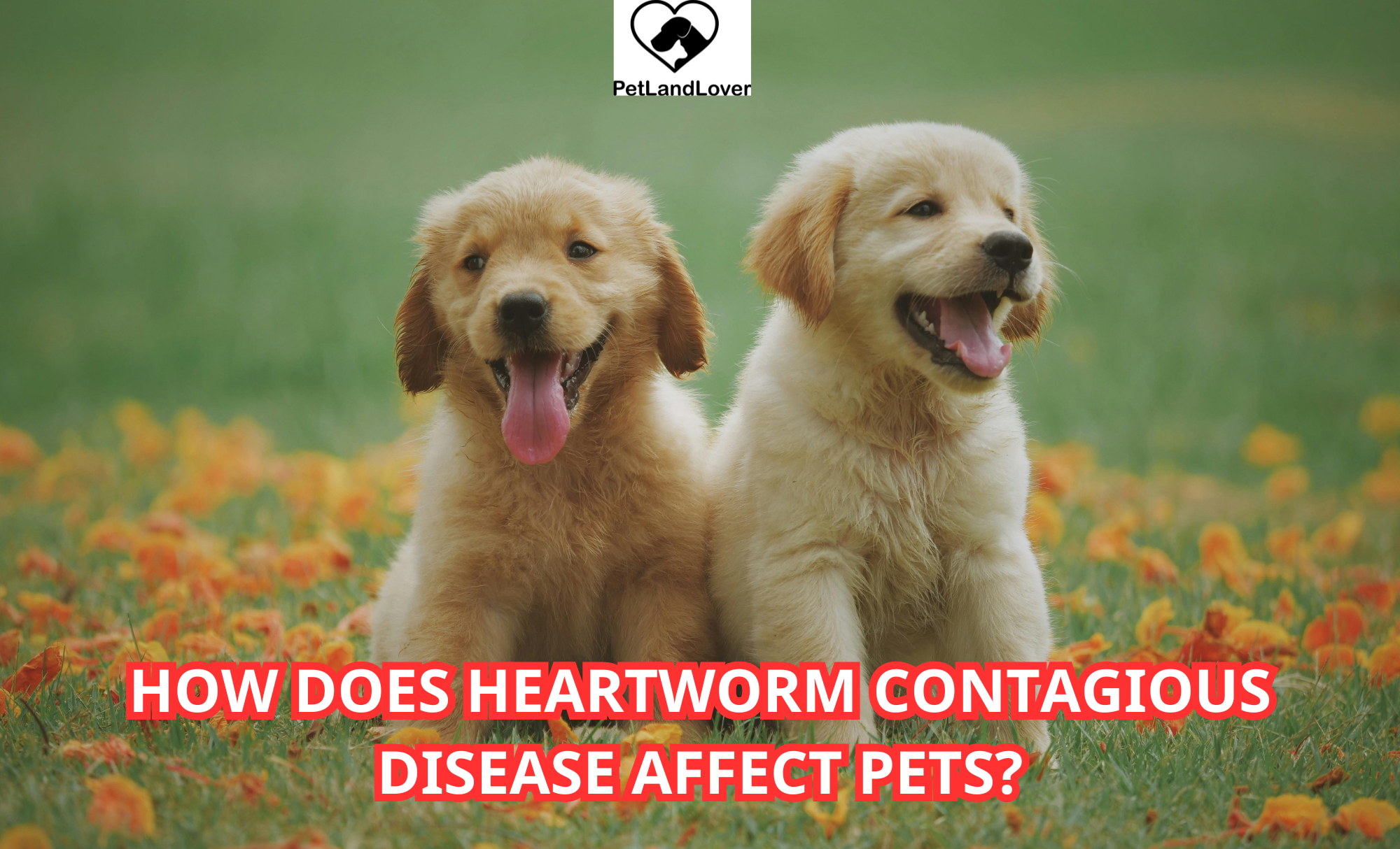 How does Heartworm Contagious disease affect pets?