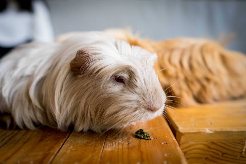 How Environmental Factors Influence Guinea Pig Vision