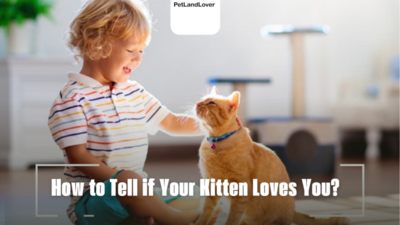 How to Tell if Your Kitten Loves You?