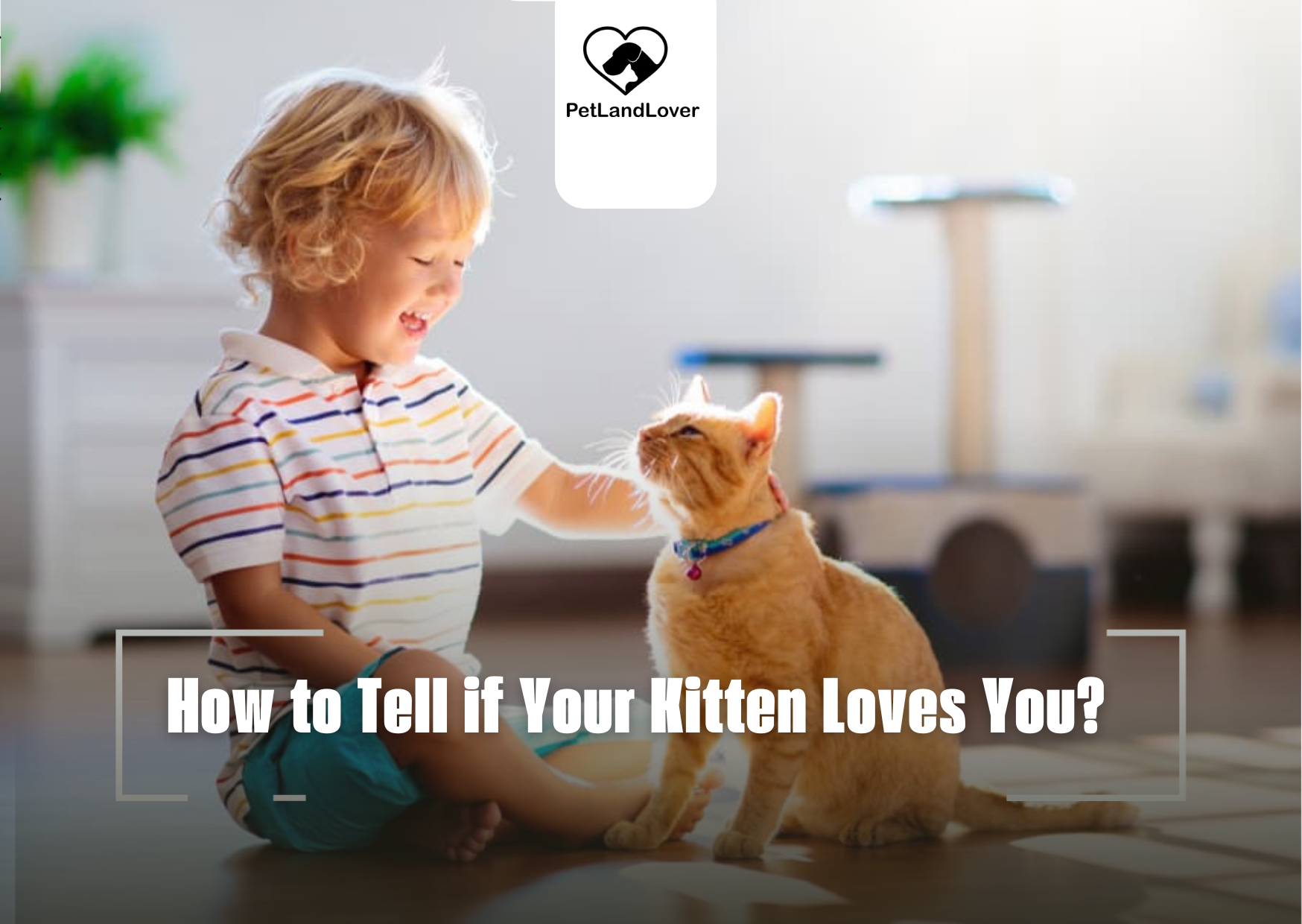 How to Tell if Your Kitten Loves You?