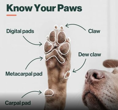 Healthy Dog Paw Pads vs Unhealthy