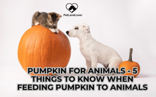 Pumpkin for animals – 5 things to know when feeding pumpkin to animals