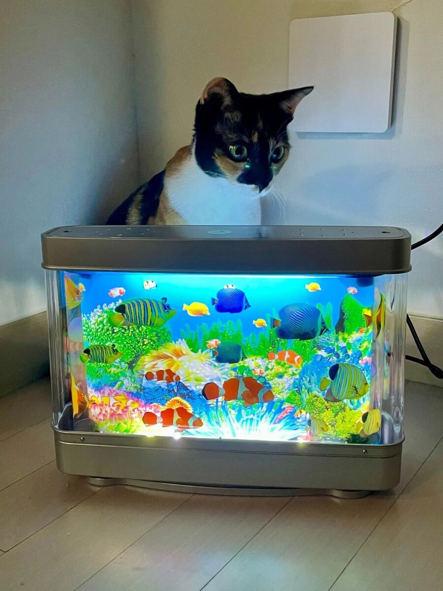 Setting Up the Perfect Cat Toy Aquarium