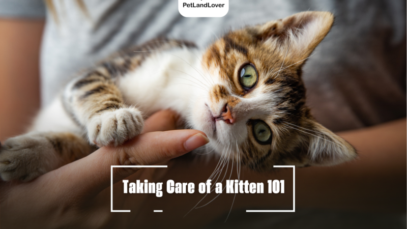 Taking Care of a Kitten 101