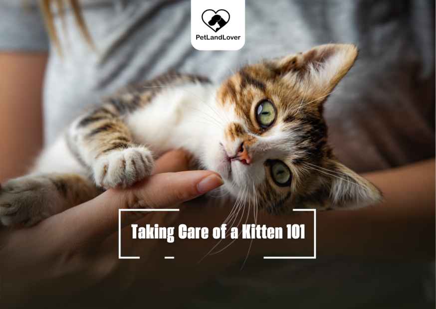 Taking Care of a Kitten 101