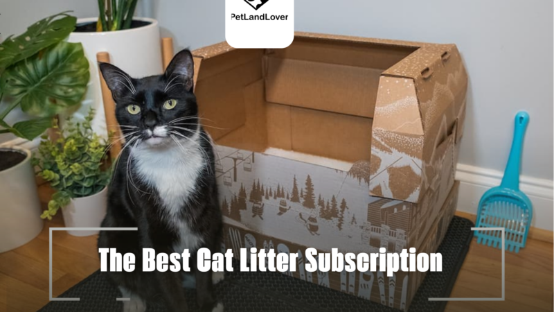 The Best Cat Litter Subscription