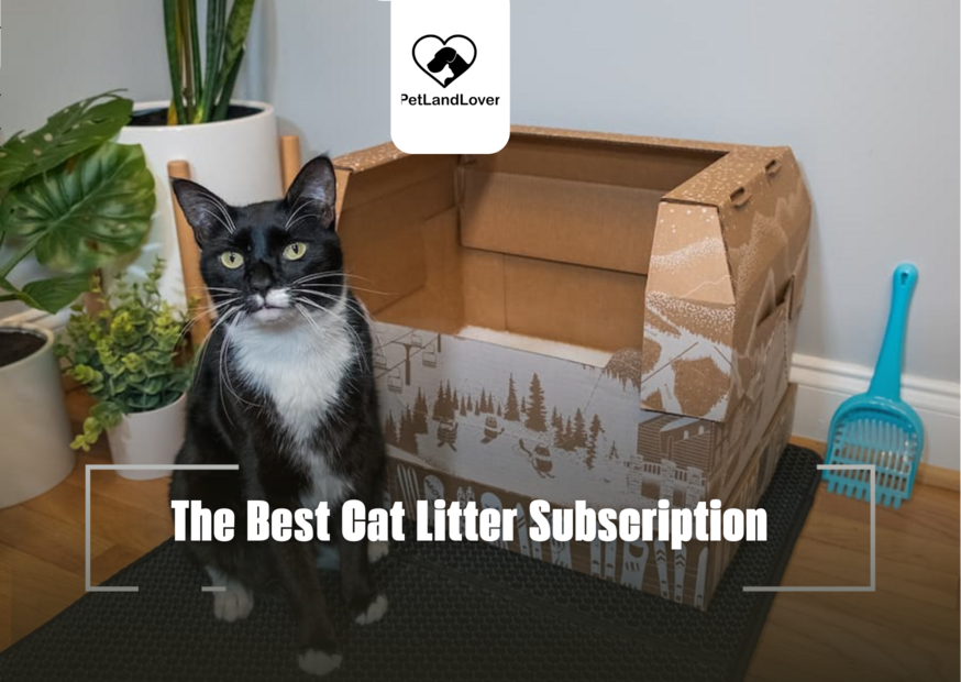 The Best Cat Litter Subscription