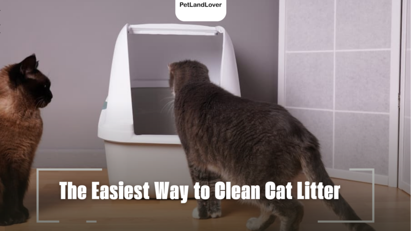 The Easiest Way to Clean Cat Litter