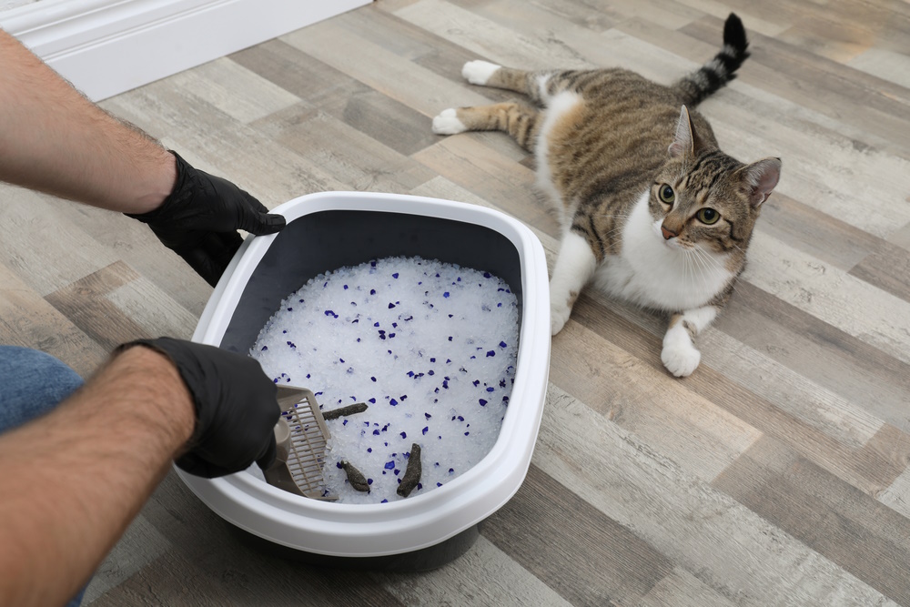 The Eco-Friendly Conundrum: Exploring Sustainable Cat Litter Options