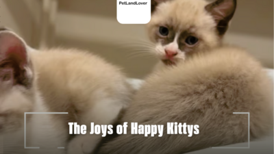 The Joys of Happy Kittys